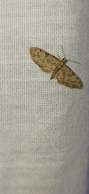 Eupithecia dodoneata - tölgy-törpearaszoló