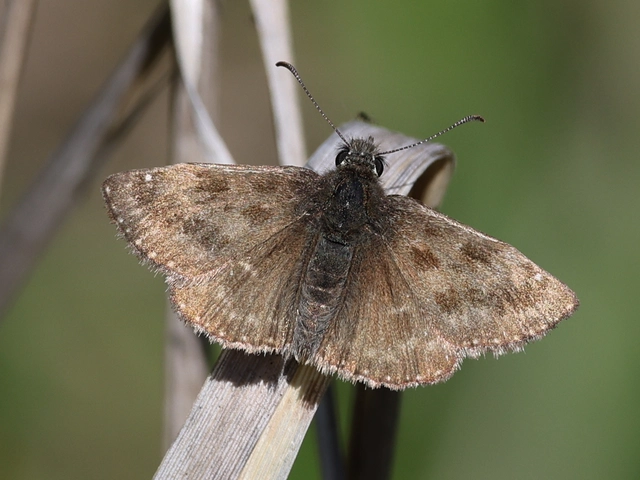 Erynnis tages - cigánylepke