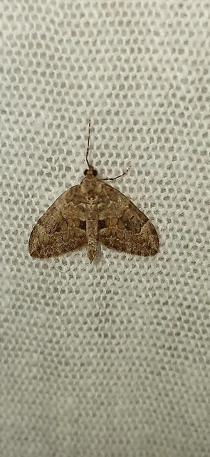 Thera variata/britannica