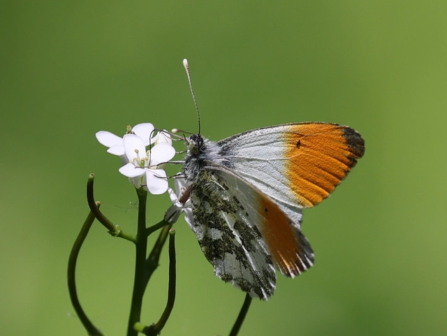 Anthocharis cardamines - hajnalpírlepke