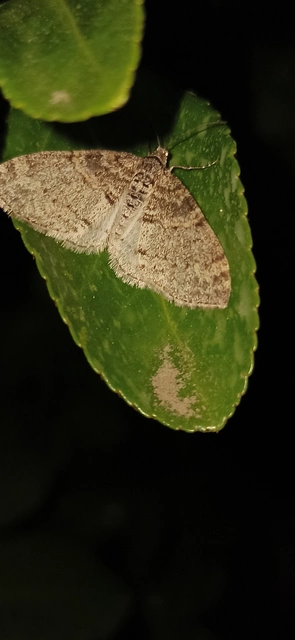 Lobophora halterata - szárnyfüggelékes araszoló