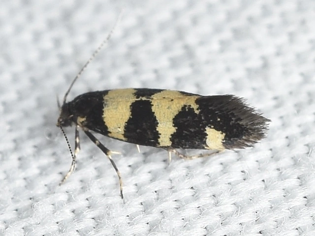 Denisia augustella - zebramoly