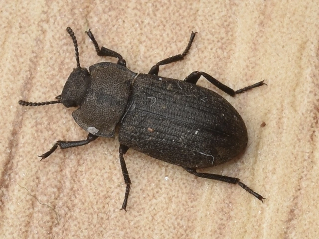 Gonocephalum granulatum pusillum