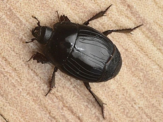 Histeridae - sutabogárfélék
