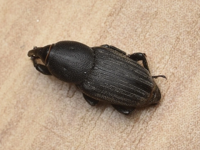 Sphenophorus striatopunctatus - mezei zsuzsok