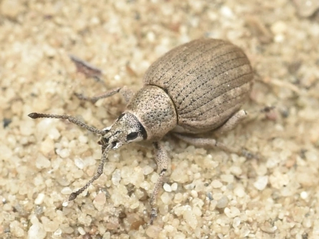 Peritelus familiaris - nagy kendermagbogár