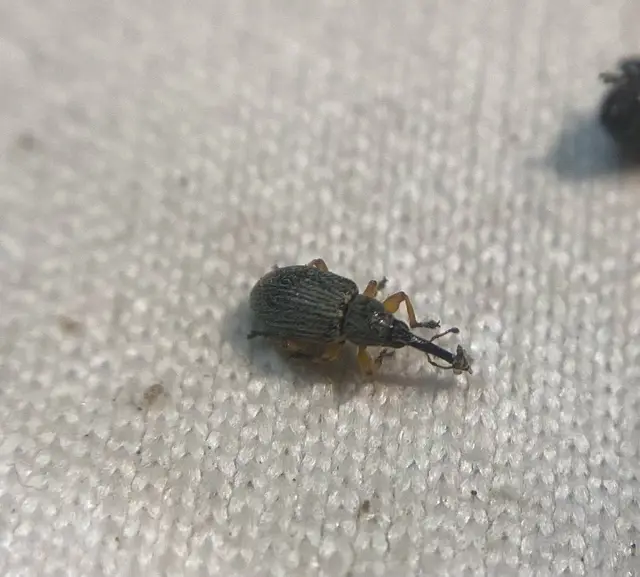 Pseudapion fulvirostre - fehérmályva-cickányormányos Pseudapion fulvirostre - fehérmályva-cickányormányos