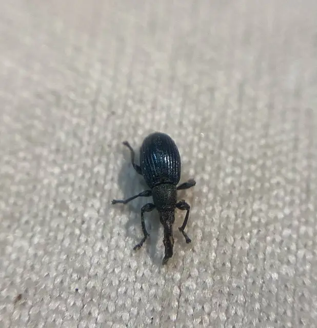 Aspidapion validum - magaspajzsocskájú cickányormányos