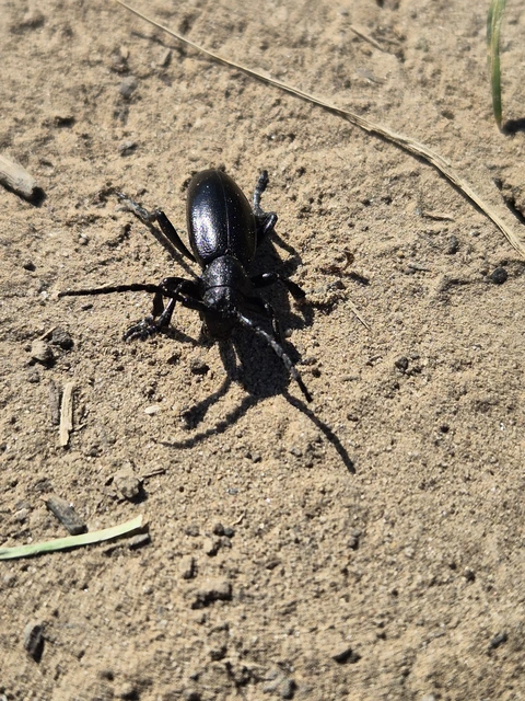 Dorcadion aethiops - fekete gyalogcincér