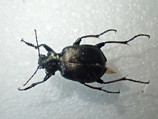 Calosoma inquisitor - kis bábrabló