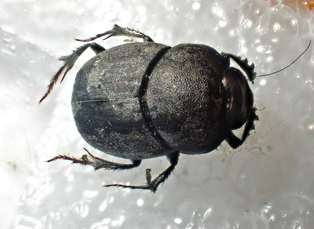 Onthophagus verticicornis - fekete trágyatúró