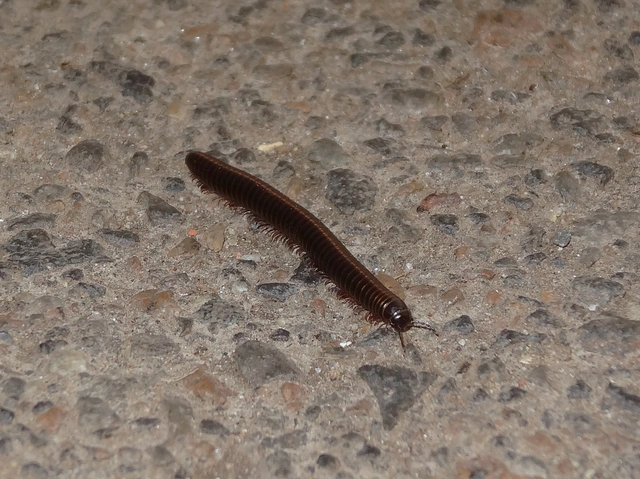 Diplopoda - Ikerszelvényesek