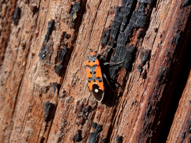 Lygaeus equestris/simulans