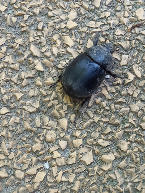Pentodon idiota - butabogár
