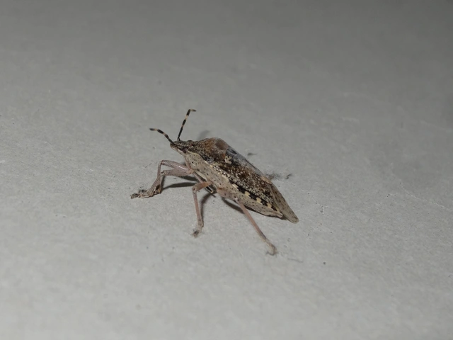 Rhaphigaster nebulosa - bencepoloska
