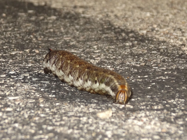 Agrius convolvuli - szulákszender