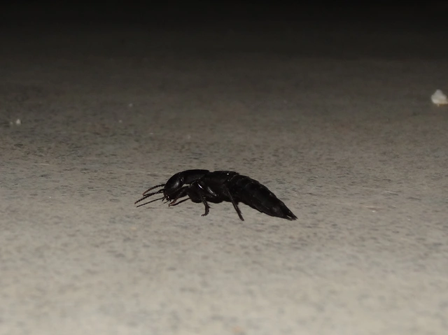 Ocypus