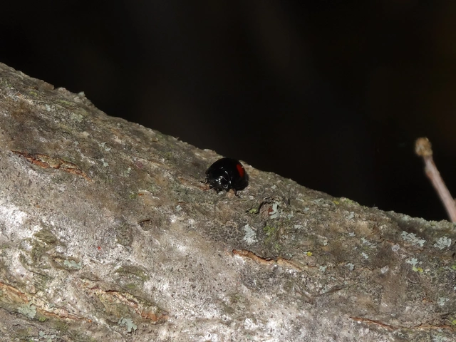 Chilocorus renipustulatus - vesefoltos szerecsenkata