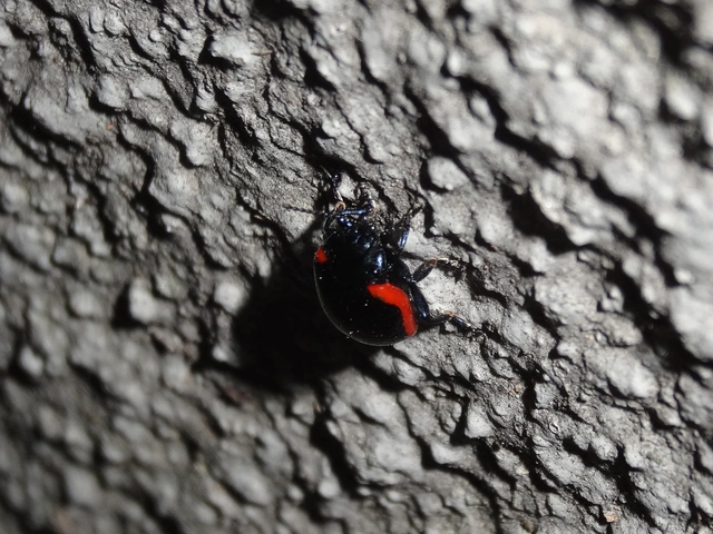 Chrysolina rossia - trapézhátú szegélyeslevelész