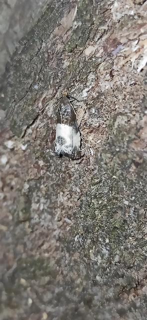 Notocelia cynosbatella - rózsahajtás-tükrösmoly