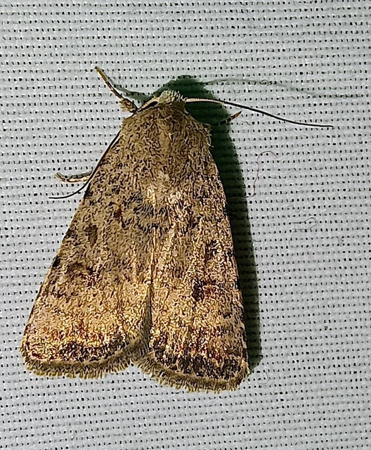 Paradrina clavipalpis - közönséges selymesbagoly