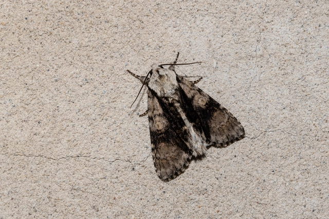Acronicta alni - éger-szigonyosbagoly