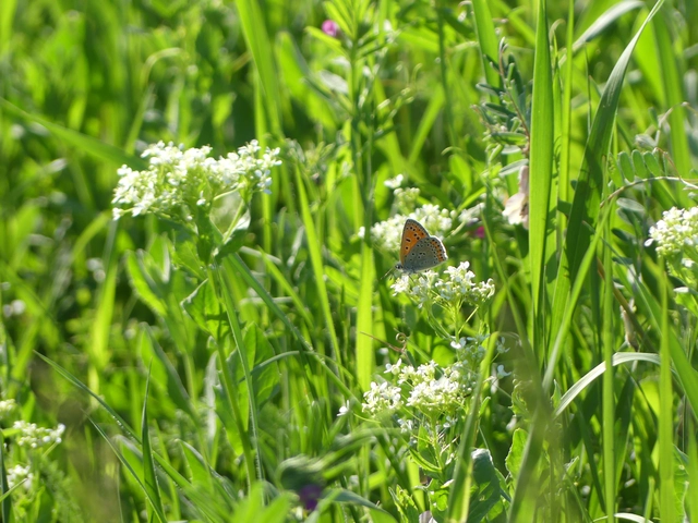 Lycaena thersamon - kis tűzlepke