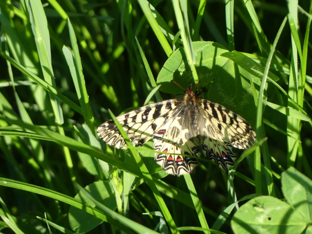 Zerynthia polyxena - farkasalmalepke