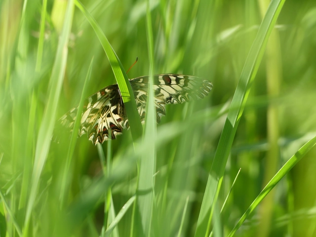 Zerynthia polyxena - farkasalmalepke