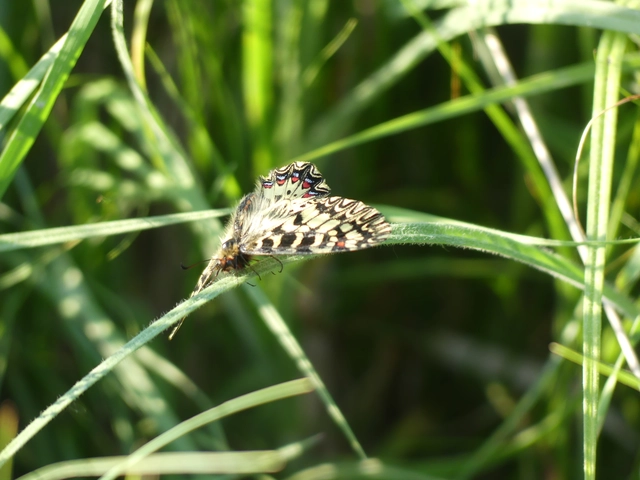 Zerynthia polyxena - farkasalmalepke