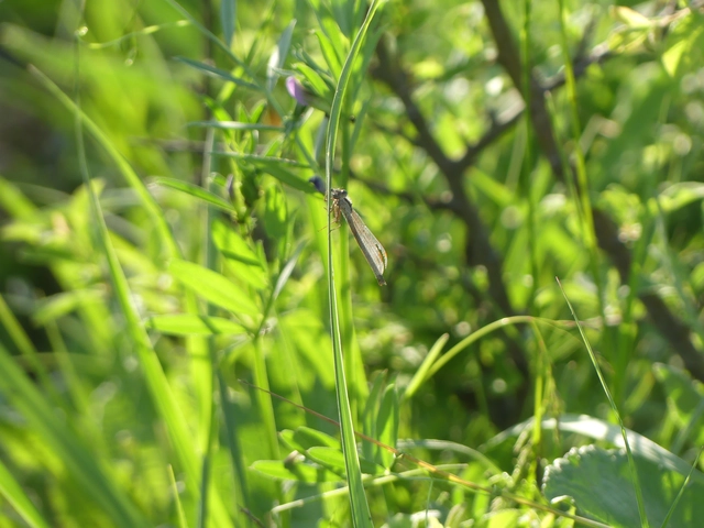 Sympecma fusca - téli rablószitakötő