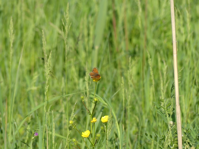 Melitaea trivia - kis tarkalepke