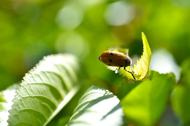 Lachnaia sexpunctata - szőrösnyakú zsákhordóbogár