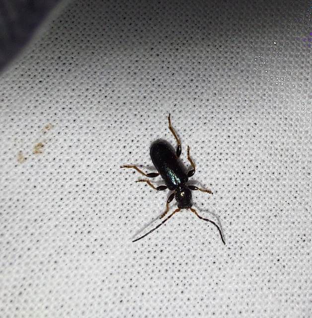Phymatodes rufipes - kék háncscincér