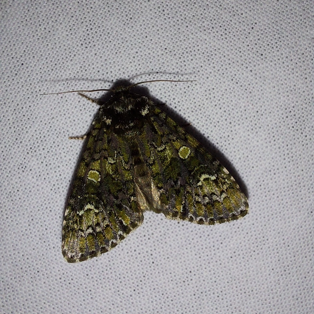 Craniophora ligustri - fagyalbagoly