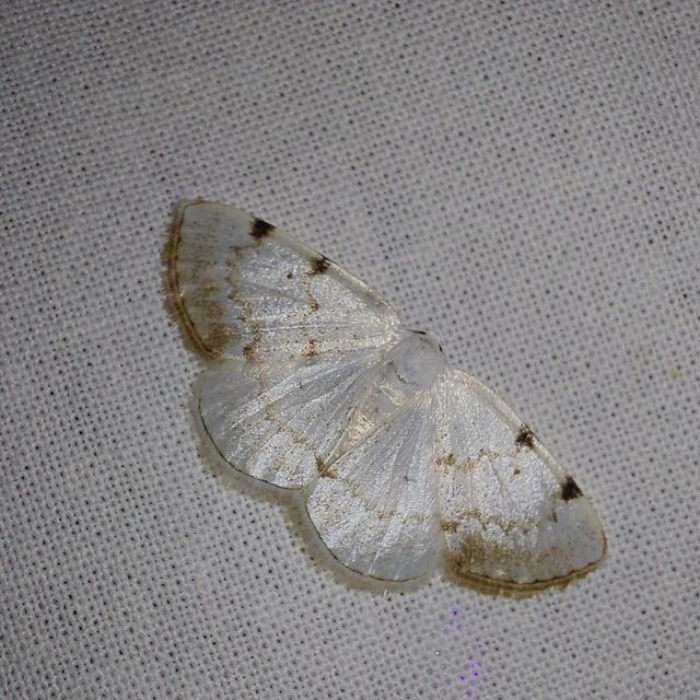 Lomographa bimaculata - kétpontos fehéraraszoló