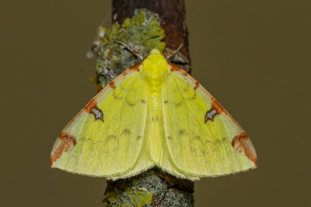 Opisthograptis luteolata - citromsárga araszoló