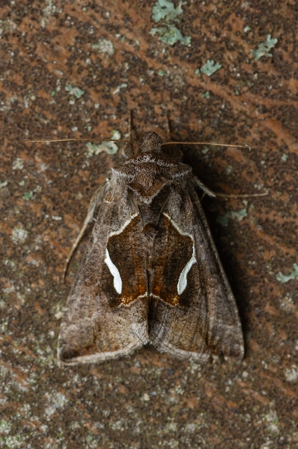 Macdunnoughia confusa - cseppfoltos ezüstbagoly