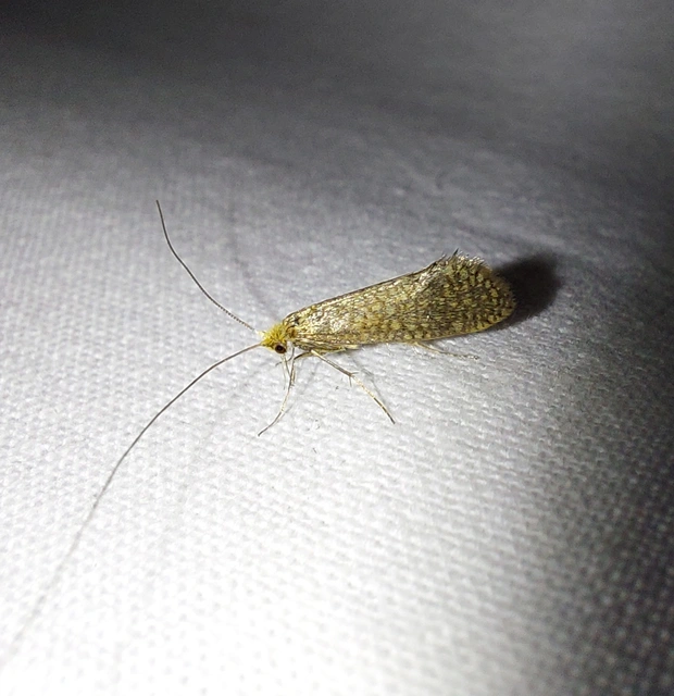 Nematopogon swammerdamella - nagy bajszosmoly