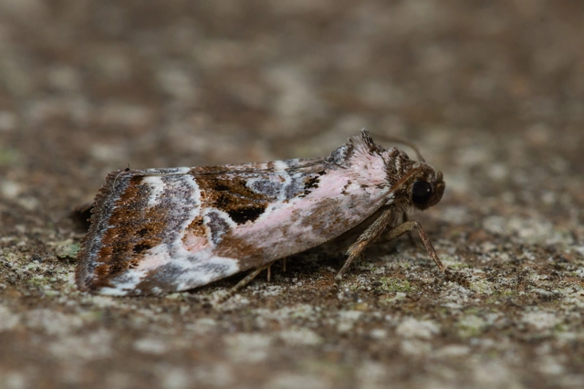 Hapalotis venustula - rózsaszínű mázasbagoly
