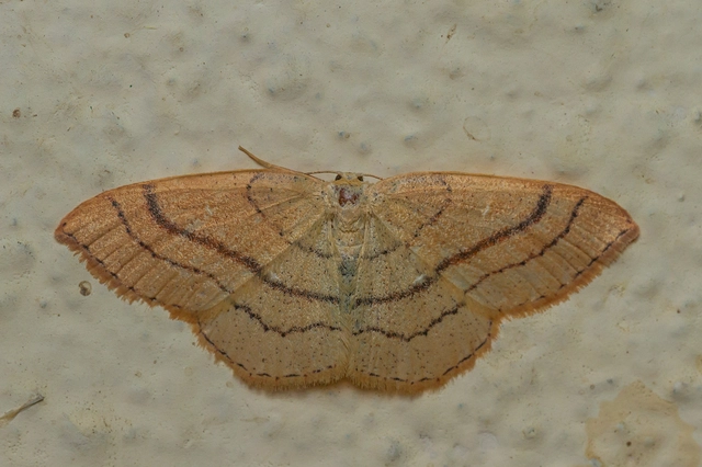 Cyclophora linearia - vonalas pettyesaraszoló