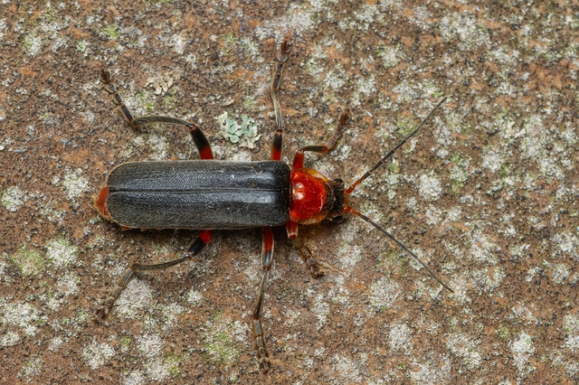 Cantharis livida - mezei lágybogár