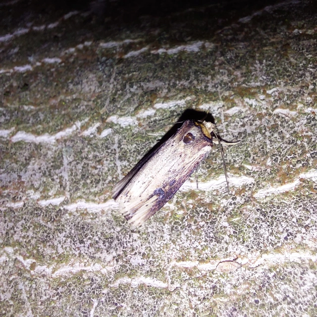 Axylia putris - vonalkás földibagoly