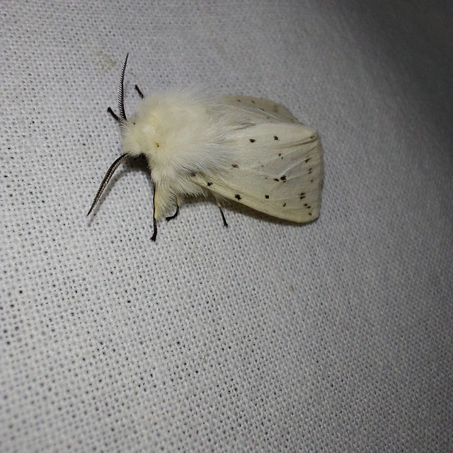 Spilosoma lubricipedum - tejszínű medvelepke