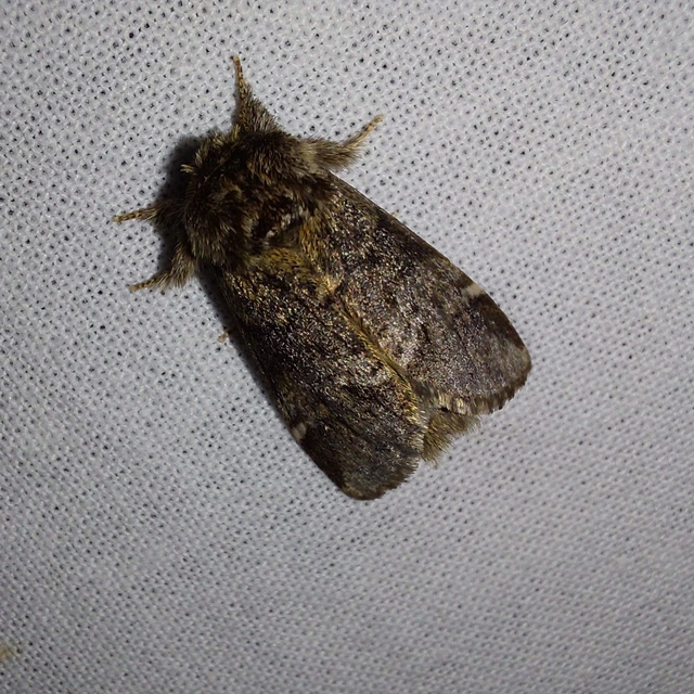 Drymonia dodonea - bélyeges púposszövő