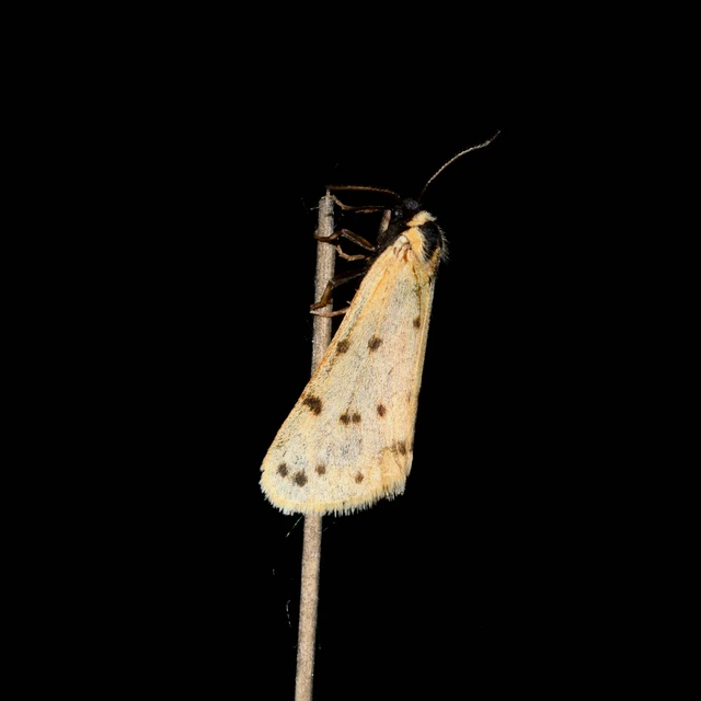 Setina roscida - sárga molyszövő