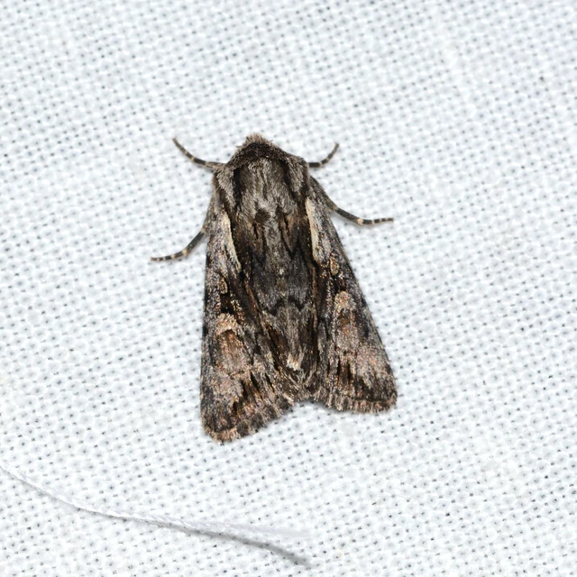 Chloantha hyperici - orbáncfű-sugarasbagoly