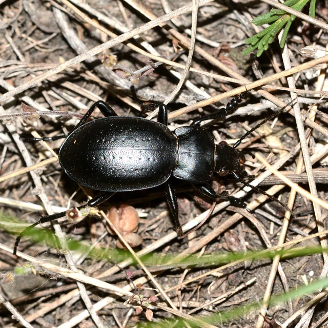 Carabus hungaricus - magyar futrinka