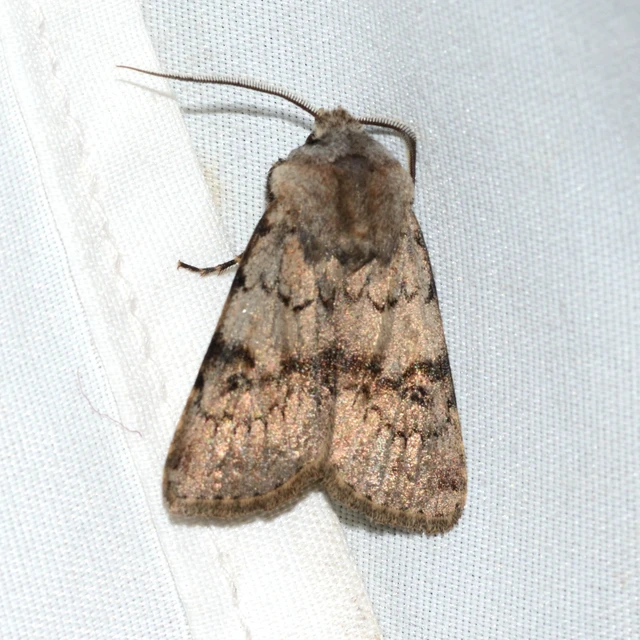 Agrotis cinerea - szürkés földibagoly
