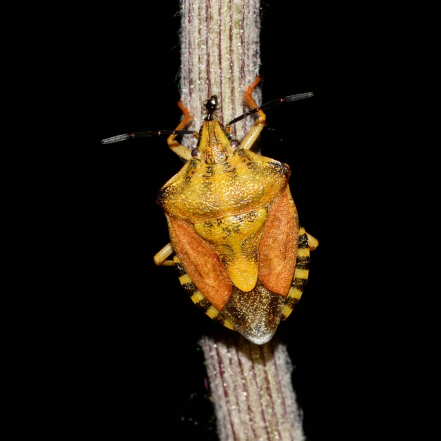 Carpocoris Carpocoris